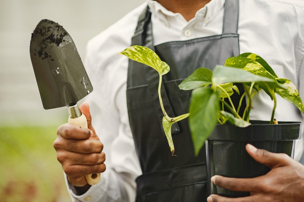 Gardener transplants plant with a gardening trowel