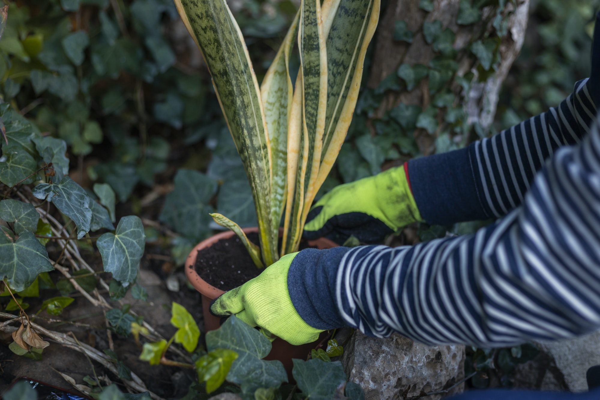 gardening activity in the yard. Decorate the garden of the house with plants.